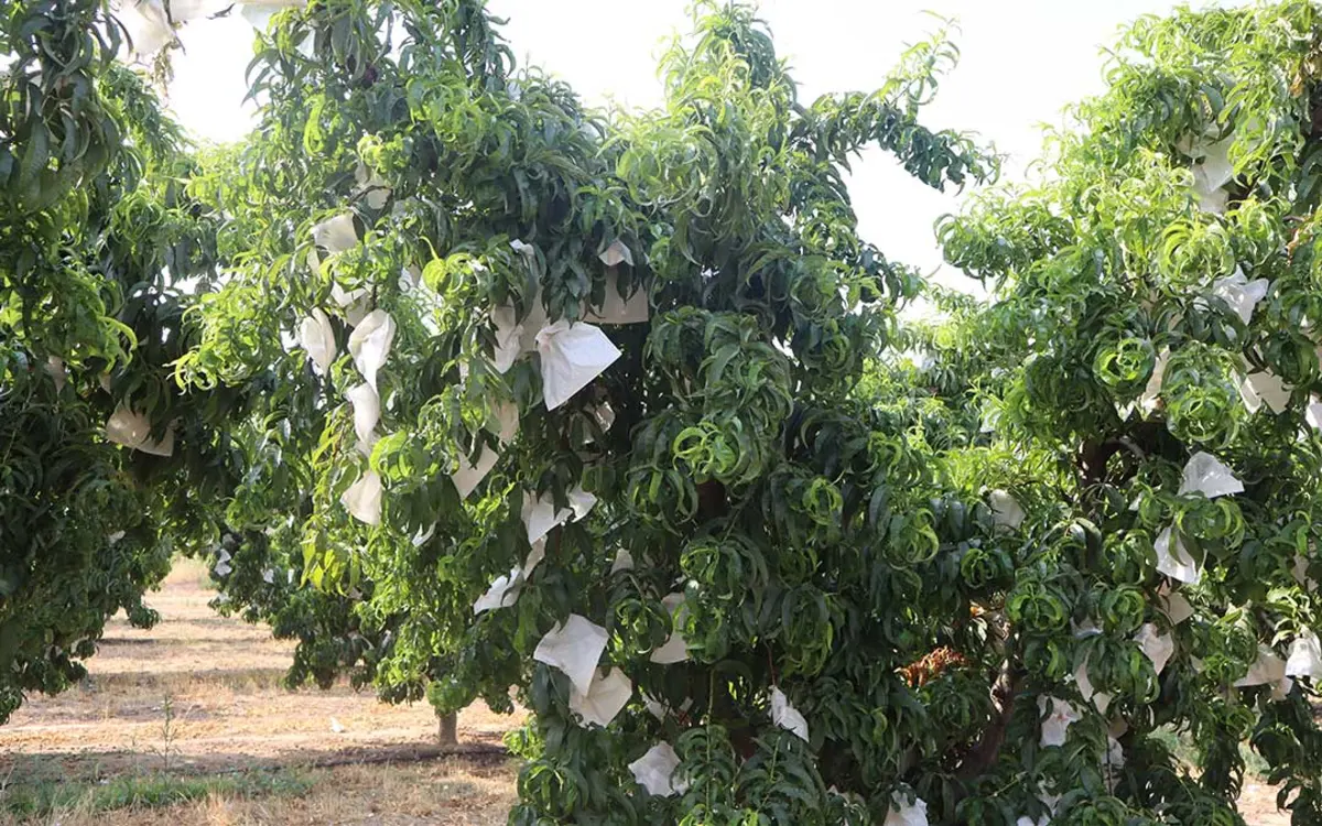 Árbol de melocotoneros con frutos embolsados en papel