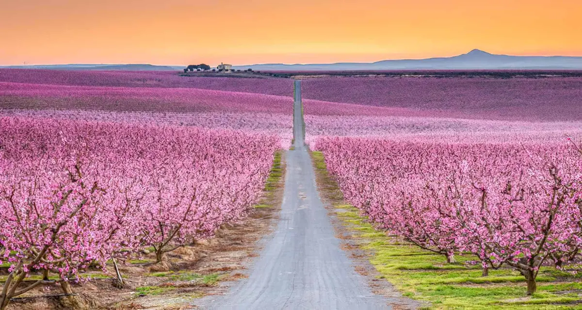 Campo de melocotoneros en flor en el Bajo Aragón turolense