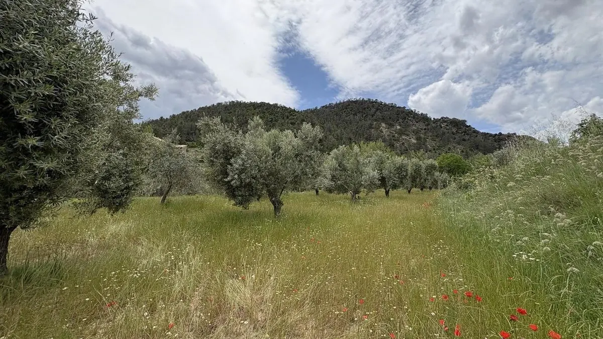 Campo de olivos en el Bajo Martín, Teruel