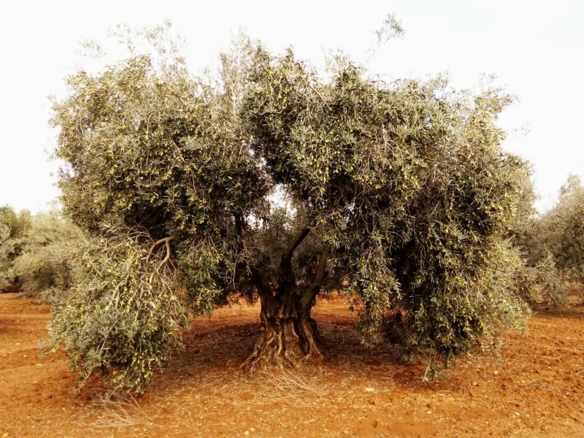 Olivos centenarios del Bajo Aragón, origen del aceite de oliva DO Bajo Aragón