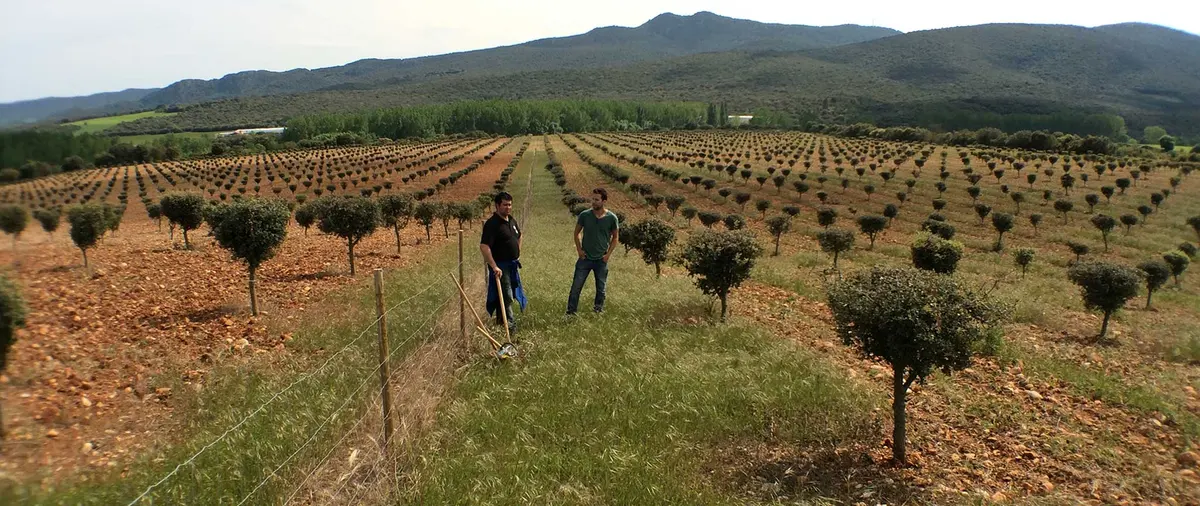 Plantación de encinas truferas en Sarrión Teruel