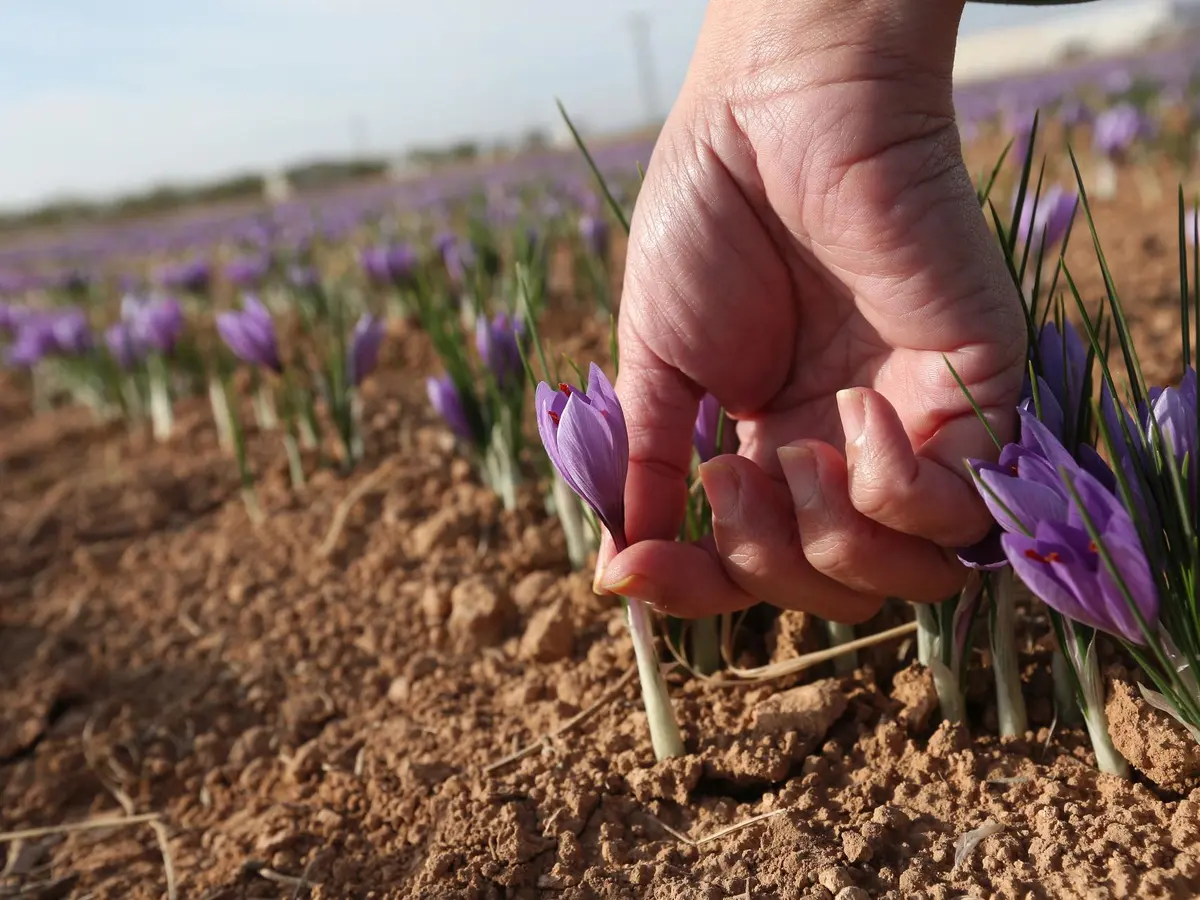 Recolección a mano de flores de azafrán en el Jiloca