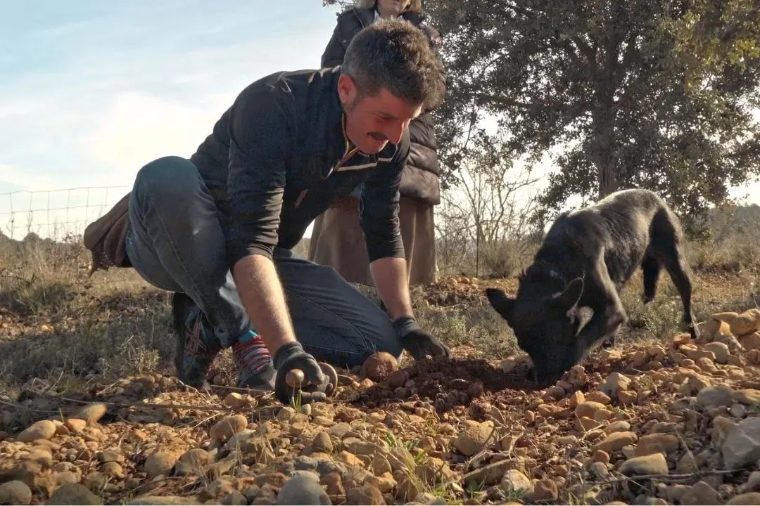 Recolección de trufa negra en campo con perro trufero en Sarrión