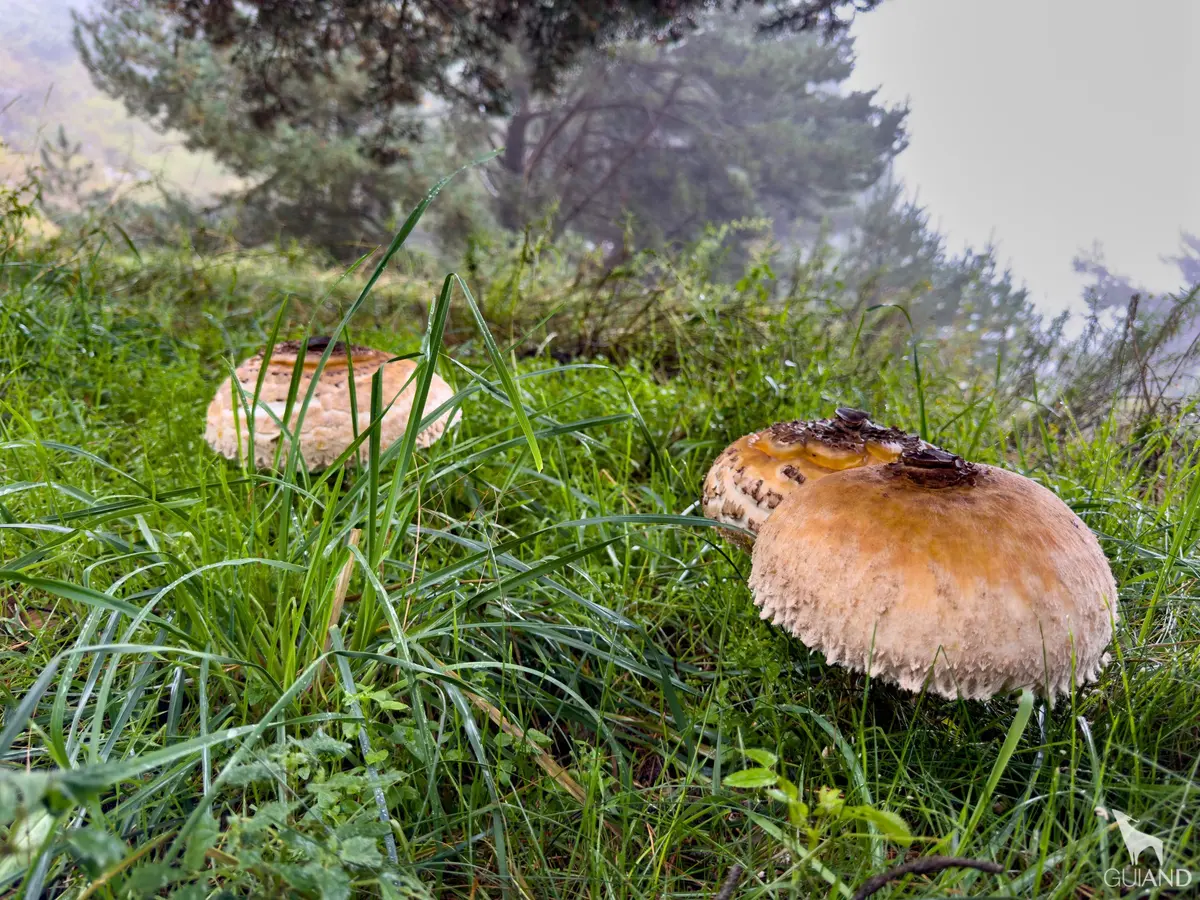Setas en los pinares de la Sierra de Arcos, Teruel