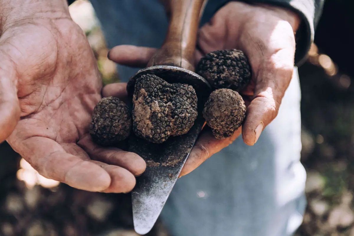 Trufas de Teruel gastronomía